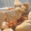 (주)올품 사벌부화장 이미지