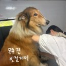 영천축협동물병원 | 부산 대형견 출장목욕 후기 │ 집 앞 에서 받는 스트레스 없는 출장목욕 [멍즈니랜드]