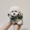 버디독 강아지분양 안심분양센터 서울 영등포점 이미지