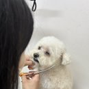 봄봄펫살롱 | [수원권선구] 애견미용 디어펫살롱 가위컷전문샵