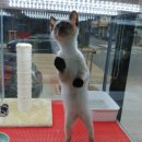 엉클스캣 이미지