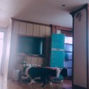 카타리나플라워