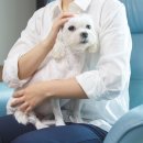 미용하는 강아지 이미지