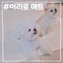 강아지매트추천, 슬개골 걱정 덜어준 이리로 양면롤매트 사용 후기
