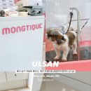 몽띠끄 이미지