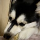 코어랩 | 강아지간식추천🐾 관절건강 챙기는 네츄럴코어 토끼귀 치킨랩 솔직 후기💛