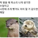 해달과 수달 구분법.jpg 이미지