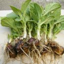 광준농장 이미지