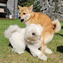 콩자반 애견유치원 이미지