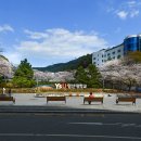 영산대학교(해운대) 법무 경영대학원 | 부산 사진 찍기 좋은 곳 영산대학 해운대 캠퍼스 벚꽃