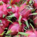 김중환농장 이미지