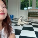 [여름휴가 1] 두지네윗집 넓은 마당 있는 대형견 독채 애견펜션 내돈내산 방문후기