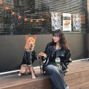 대형견도 입을 수 있는 강아지 커플룩 : 힙한 디자인 케나인블루 바시티 후기