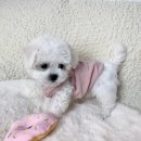 고마워강아지 | 신림강아지분양 서울강아지분양 입양후기