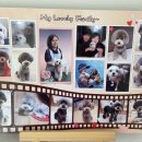 토비애견미용 이미지