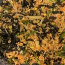 형노가정육식당 이미지