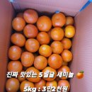 경매도 출하되는 맛있고 싱싱한 제주5월귤 세미놀 ! 저렴하게 판매합니다 🍊 이미지