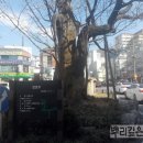 은행나무마트