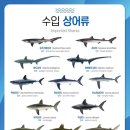 어류 뉴스쉐어