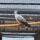 한국동물번식센타 이미지