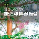 창원 편백나무숲 무장애나눔길 네이버블로그