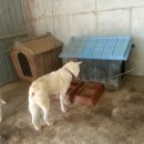 호구농장 이미지