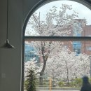 경수대로158번길 | 수원 벚꽃뷰 카페 추천 '오슬로우커피'가성비 카페 내돈내산 후기, 수원 아이파크시티 카페 추천