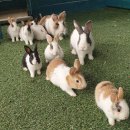 미사리 승마공원 이미지