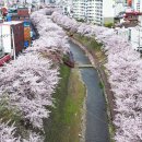 진해·여의도와 함께 전국 3대라고요?... 400그루 벚나무 터널이 열리는 2.5km 무료 벚꽃명소 이미지