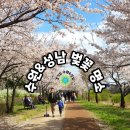 (주)영남중장비 | 경기도 수원&amp;성남 벚꽃 명소 리스트 BEST 8