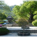 천과나무 이미지