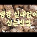 생강수확시기 : 파종시기 생강심기(심는법) 이후 재배 키우기 전과정 이미지