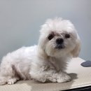 #the예쁘개 이미지