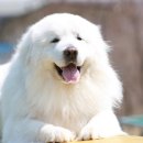 행복한 멍이세상 이미지