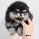 개츠비 켄넬 이미지