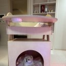 펫포유(PET FOR YOU) 이미지