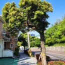 여황로가로수 이미지