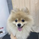 댕데이지 이미지