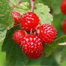 산딸기 - 김해시 번화1로68번길 19 | 산딸기