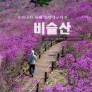 GS25대구진달래점 | 셔틀버스 타고 편하게 올라간 비슬산 등산코스 진달래가 와~ 감탄