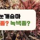 눈개승마(삼나물) 자연산을 찾아서 (눈개승마 먹으면 좋은점) 이미지