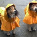 밍키애견 이미지