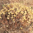 카페앞뜰&갤러리 | 카페 앞뜰의 계단 참 옆에도 오상고절(傲霜孤節)이...