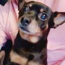 몽이애견 이미지