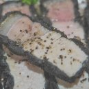 화양식당 이미지