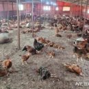 양계장닭한마리 이미지