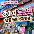 더튼튼동물약국 | 강아지 눈물약 추천🐶 오산 동물약국 내돈내산 후기