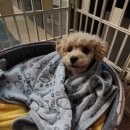 라라도그 이미지