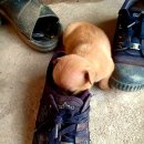 땡칠이네 이미지