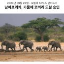 138_240923_allow elephant slaughter in south africa 이미지